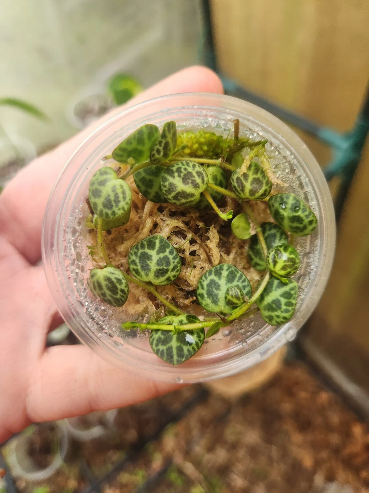 Peperomia Prostrata Starter Plant in Propagation Cup, String of Turtles Indoor Houseplant, Trailing Foliage, Peperomia prostrata