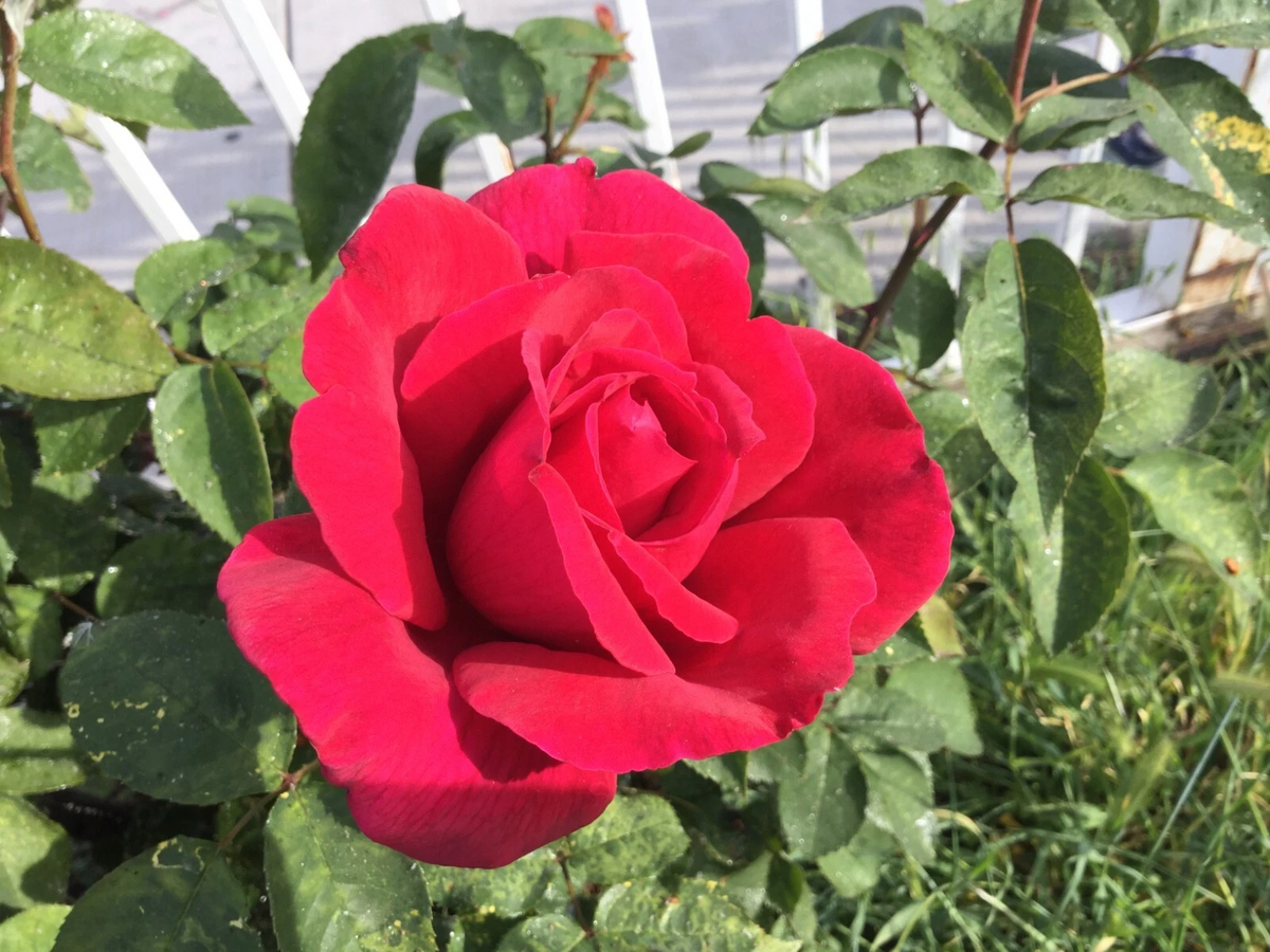 Red Cherry Rose Stem Cuttings – 3 Live Propagation Stems for Rooting & Grafting, Ornamental Flowering Rose, Rosa spp.