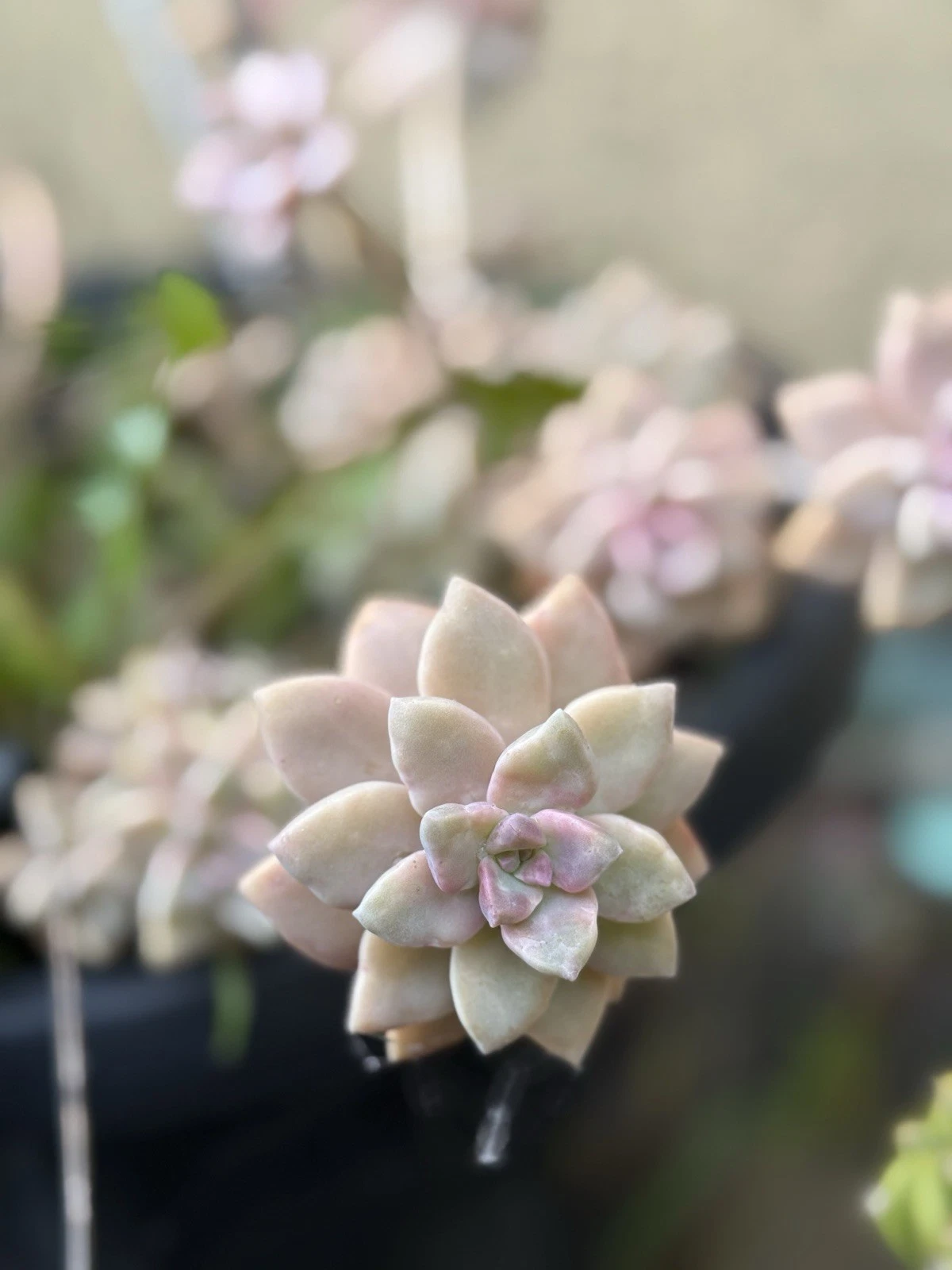 Pink Ghost Plant Succulent Cuttings – 3 Inch Graptopetalum paraguayense Live Succulent Propagation