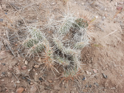 Opuntia Polyacantha Wyoming Prickly Pear Cactus – Cold Hardy Native Cactus Plant for Dry Gardens
