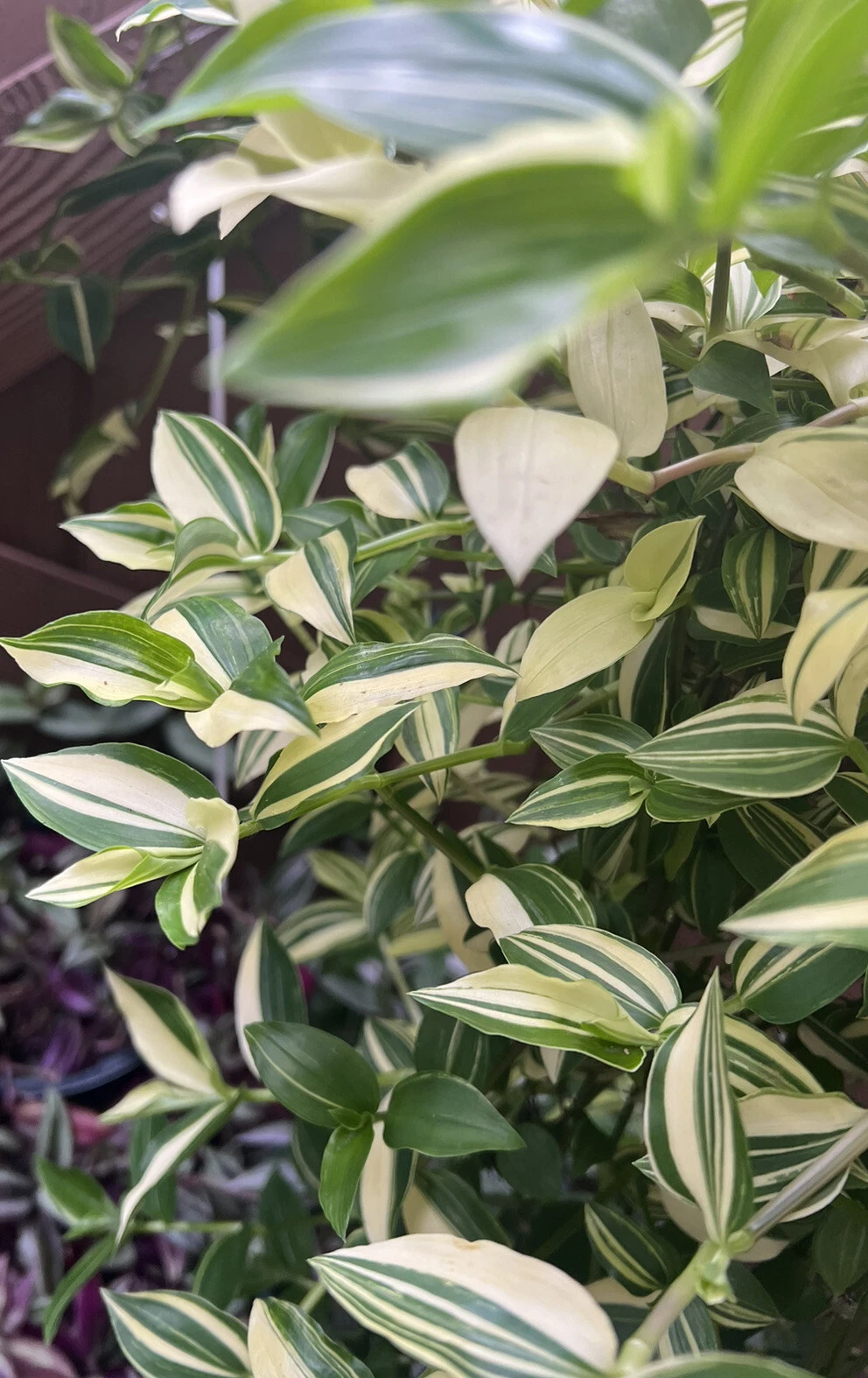 Cream Wandering Jew Cuttings – 5 Live Unrooted Tradescantia fluminensis ‘Variegata’ Houseplant Propagation