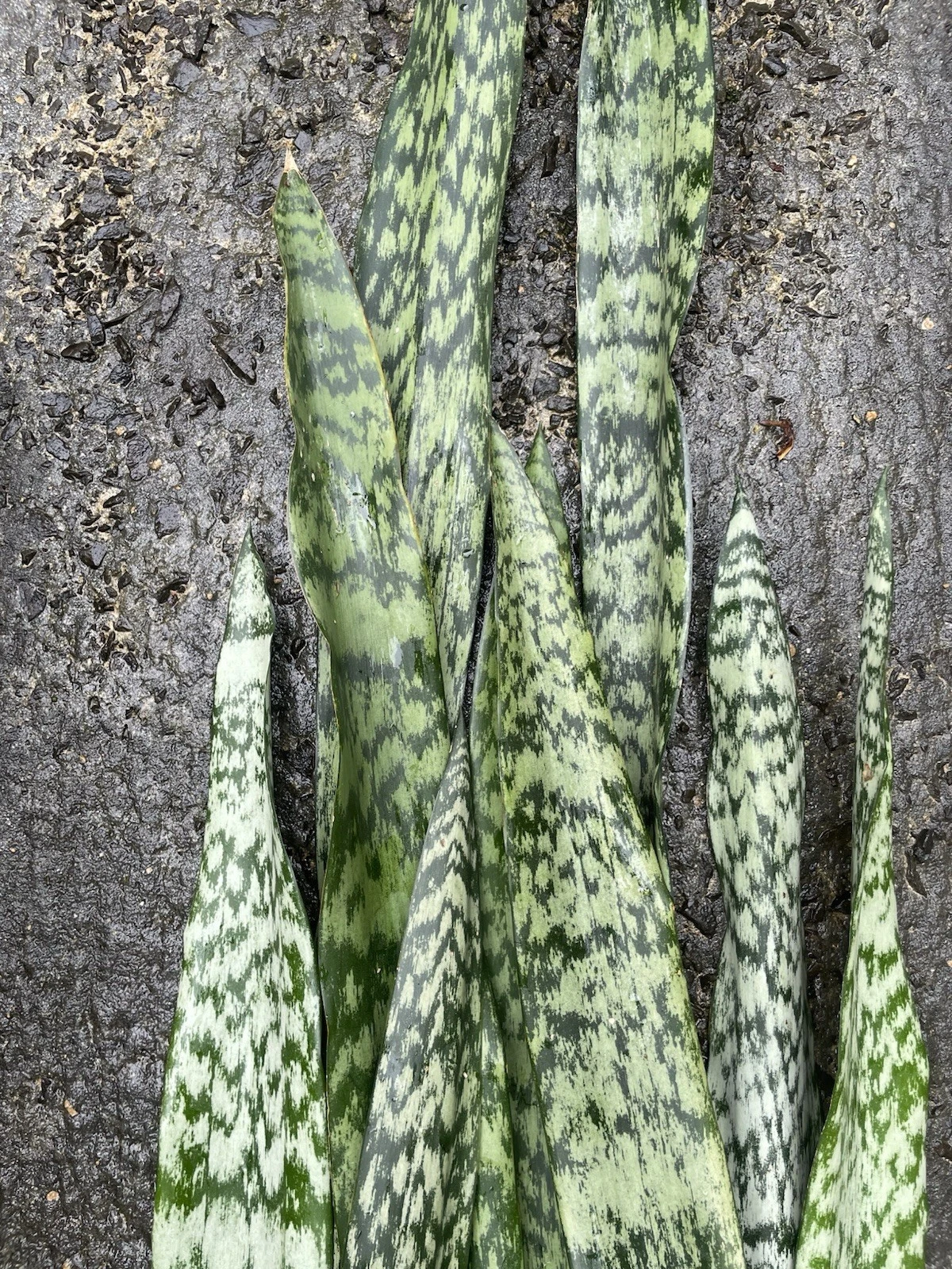 Sansevieria Snake Plant Leaf Cuttings Set of 6 | Dracaena trifasciata Indoor Propagation Starter Plants