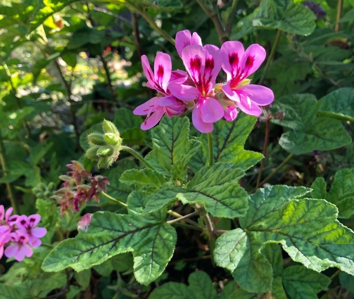 Lavender Pink Pepper Scented Geranium Cuttings – 4 Unrooted Pelargonium Live Plant Propagation, Fragrant Foliage, 6 Inch