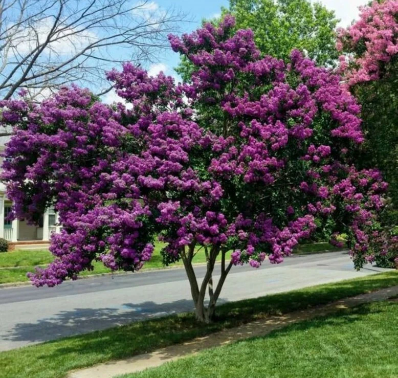 Milk Crape Myrtle Cuttings – 7 Unrooted Lagerstroemia Propagation Clippings for Ornamental Flowering Tree