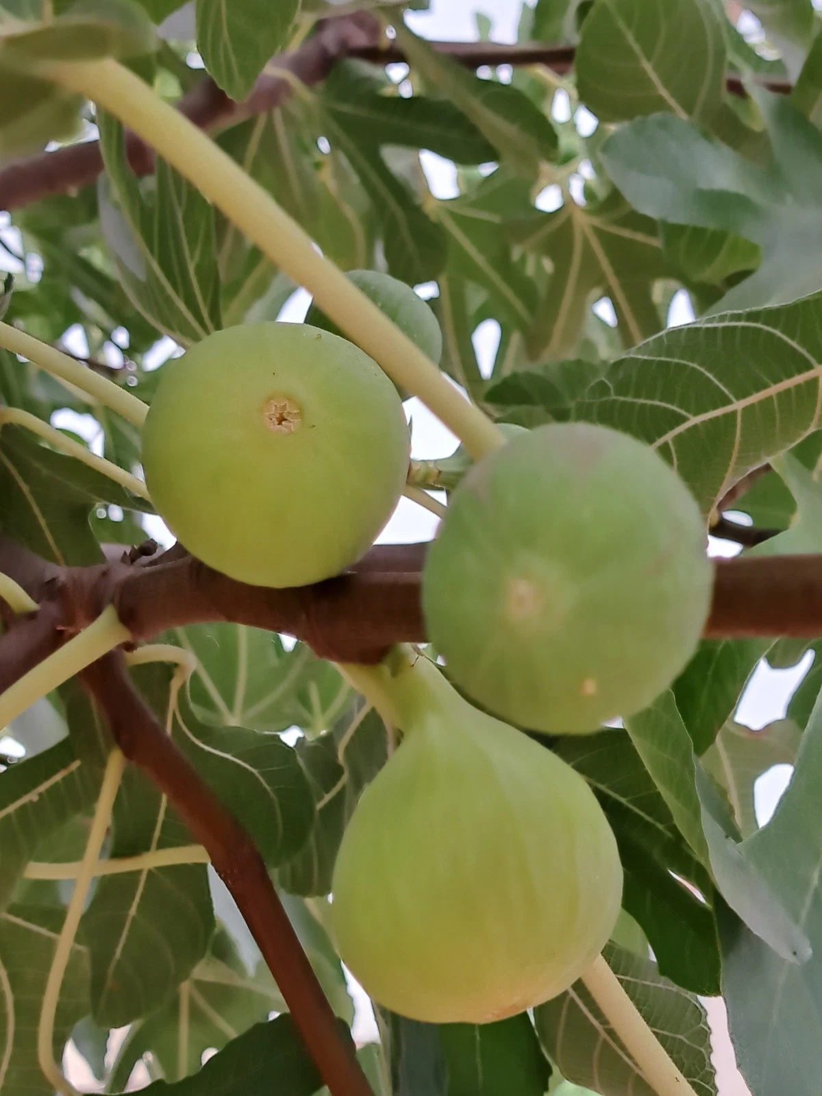 Unrooted Fig Tree Cuttings - Lattarula (Italian Honey Fig) Ficus carica Propagation Set of 7
