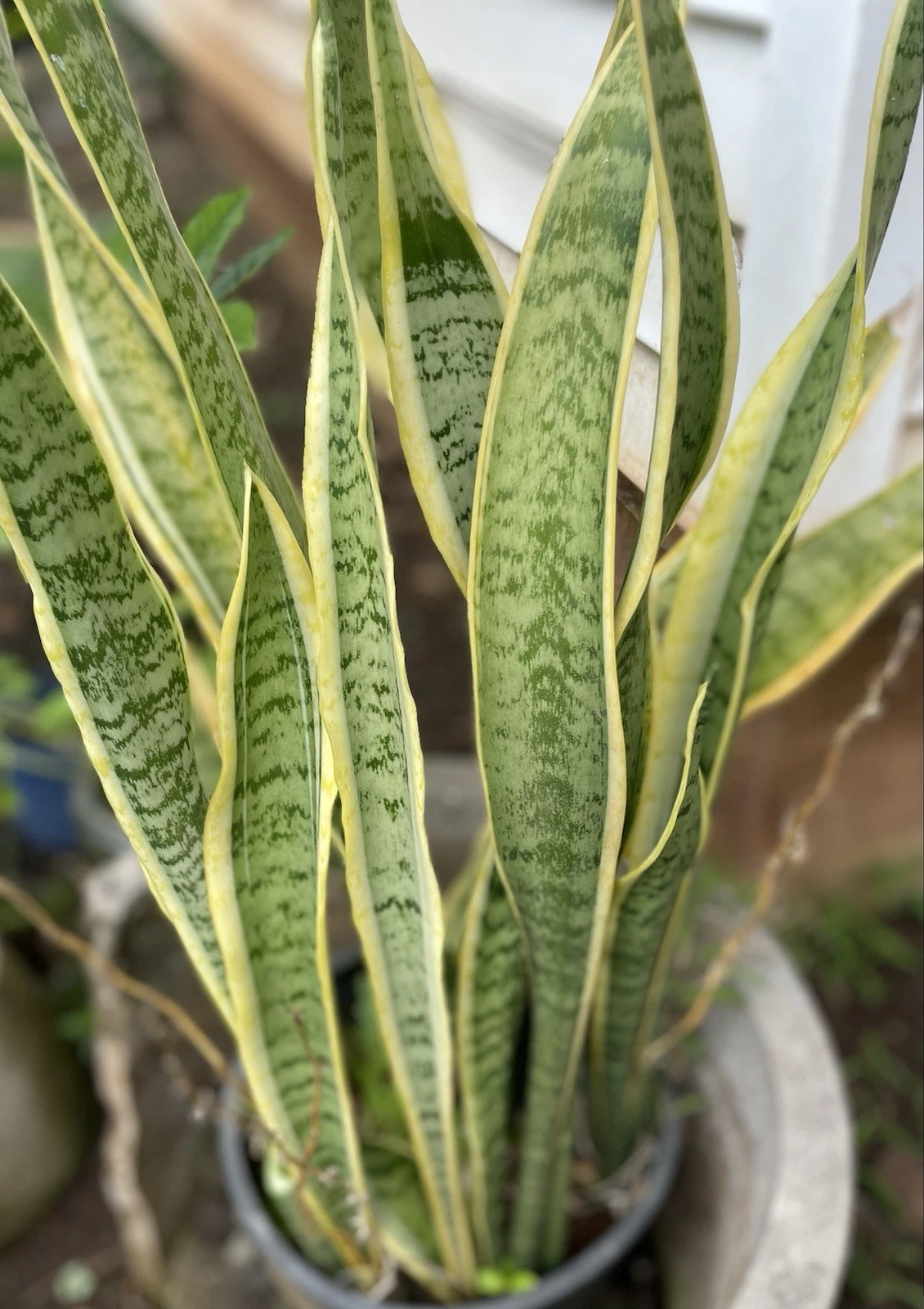 Sansevieria Laurentii Leaf Cuttings – Variegated Snake Plant Starter Propagation Material Hawaii Grown