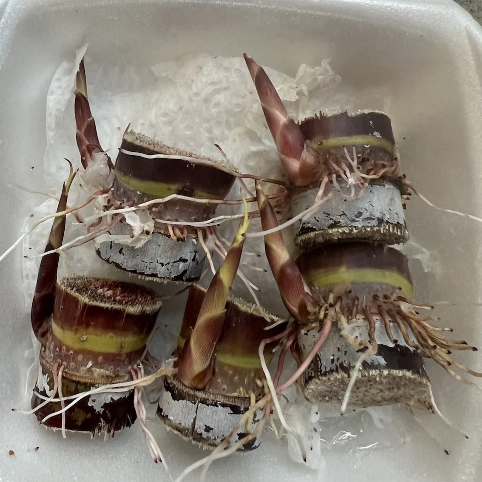 Dark Purple Sugarcane Rooted Cuttings - Live Plant Set of 5 for Home Growing, Saccharum officinarum, Tropical Landscape