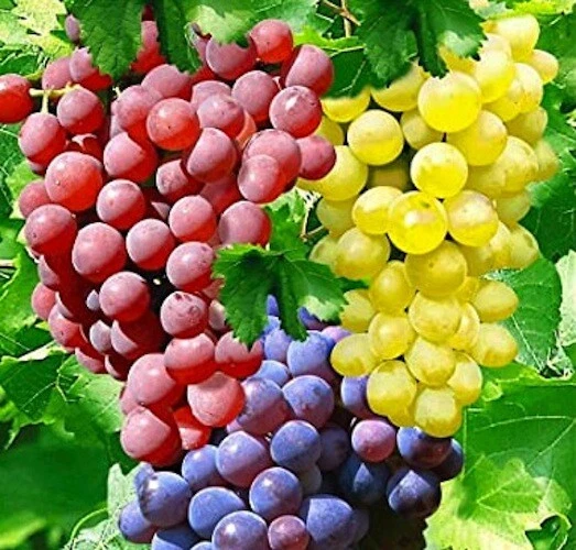 Hardy Grape Vine Cuttings Trio – 15 Vitis spp. Climbing Fruit Vines for Cold Climate Propagation