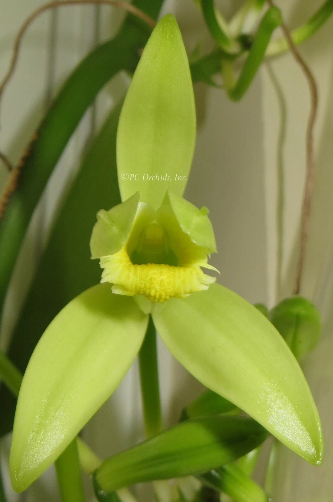 Vanilla Planifolia Cuttings – 12 Inch Live Unrooted Orchid Vine for Propagation, Tropical Climbing Orchid Plant