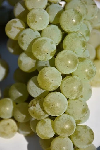 Grape Vine Cuttings Set of 5 Organic Louise Swenson Vitis Hybrid for Propagation and Planting