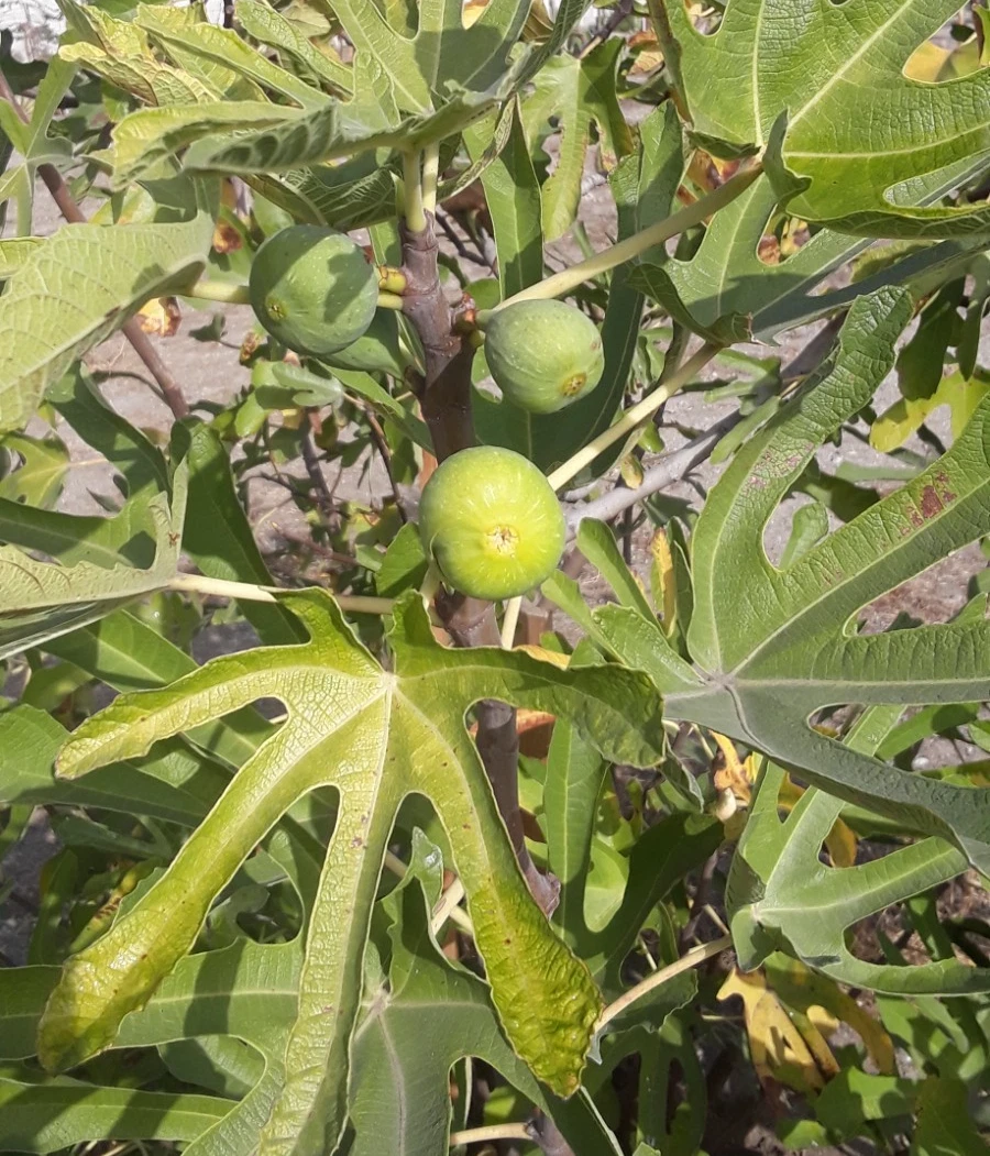 TENA Fig Tree Cuttings – 7 Unrooted Ficus Carica ‘Tena’ for Fruit Tree Propagation and Grafting