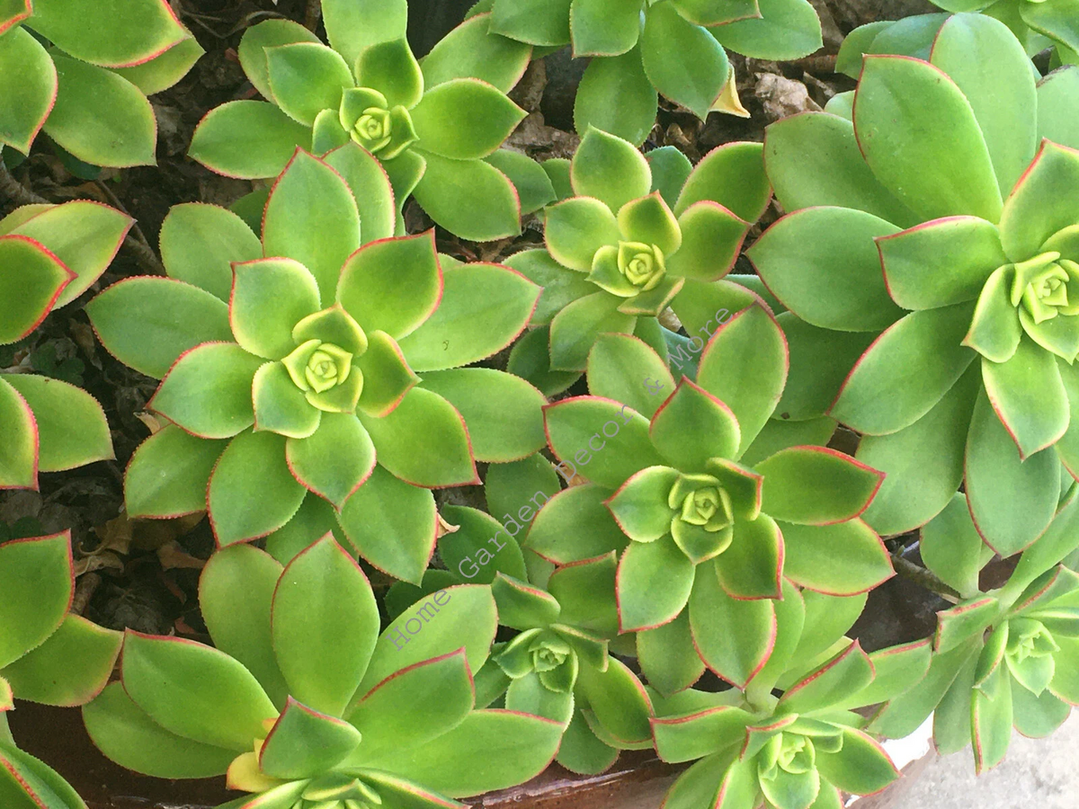 Aeonium Haworthii Kiwi Succulent Cuttings – 3-5 Inch Rosettes, Variegated Foliage, Unrooted Propagation Plants
