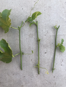 Passiflora edulis Cuttings – 3 Fresh Unrooted Passion Fruit Vine Cuttings for Propagation and Planting