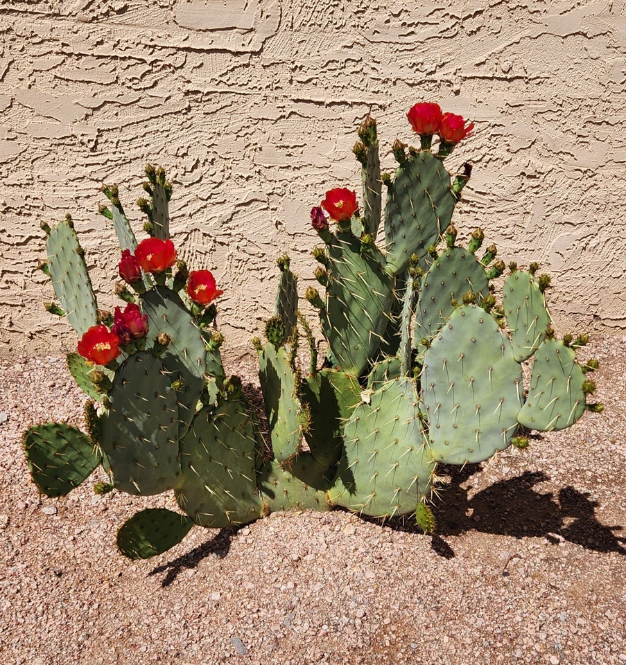 Opuntia Fruit Punch Hybrid Prickly Pear Cactus Pad Cutting, Unrooted Ornamental Succulent for Containers & Gardens