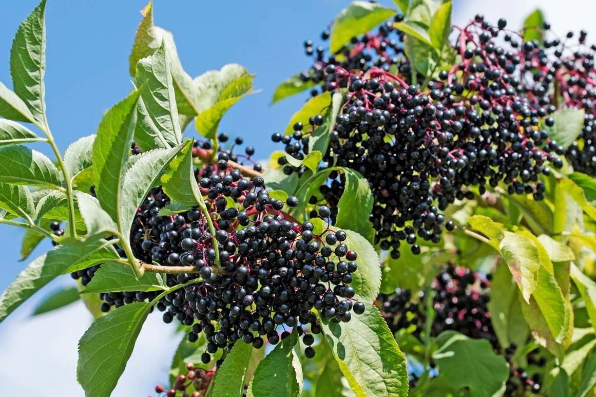 York Elderberry Hardwood Cuttings - Unrooted 6+ Inch Sambucus canadensis Propagation Set of 10