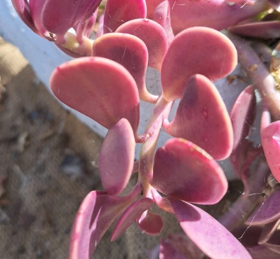 Trailing Jade Succulent Cuttings – 3 Unrooted Senecio jacobsenii Cascading Green Succulents for Propagation