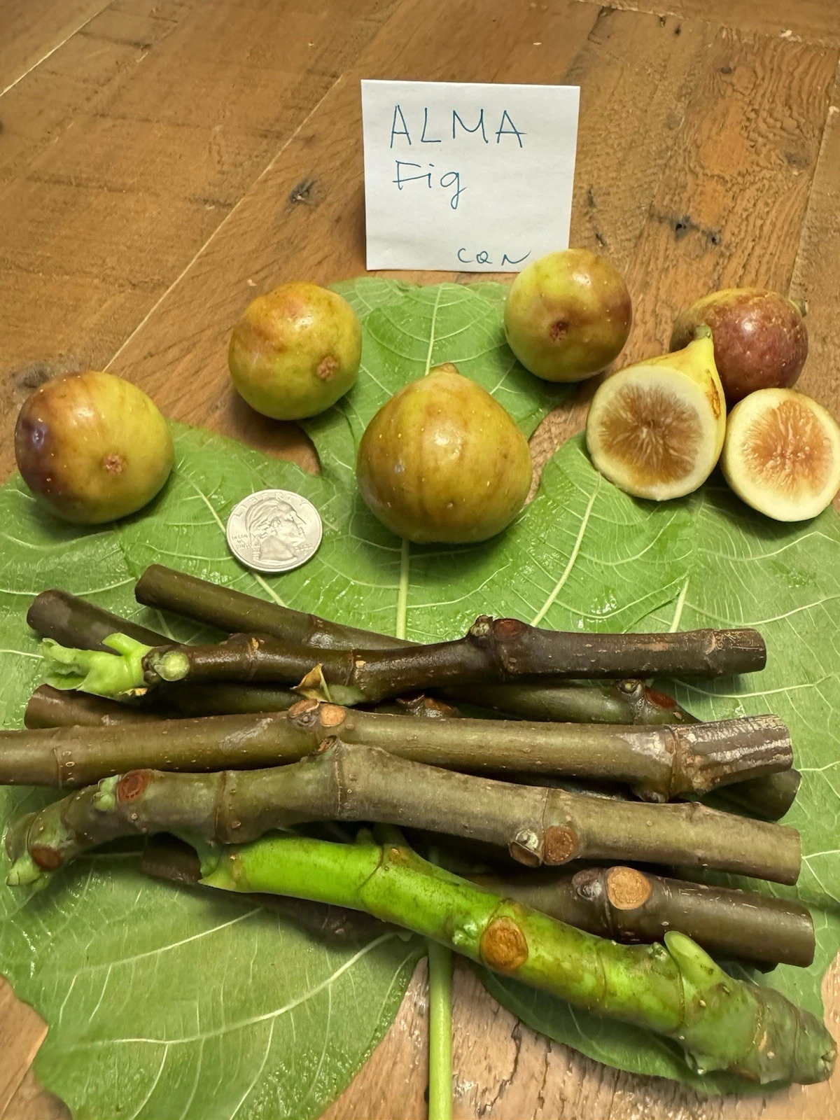 Fig Cuttings – Alma & Desert King Varieties, Unrooted Propagation Material, Ficus carica, 6 Pack