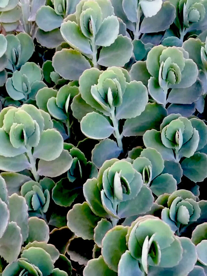 Lavender Scallops Kalanchoe Plants – 3 Rooted Succulent Cuttings, 6+ Inches, Kalanchoe fedtschenkoi, Indoor & Outdoor Live Plants