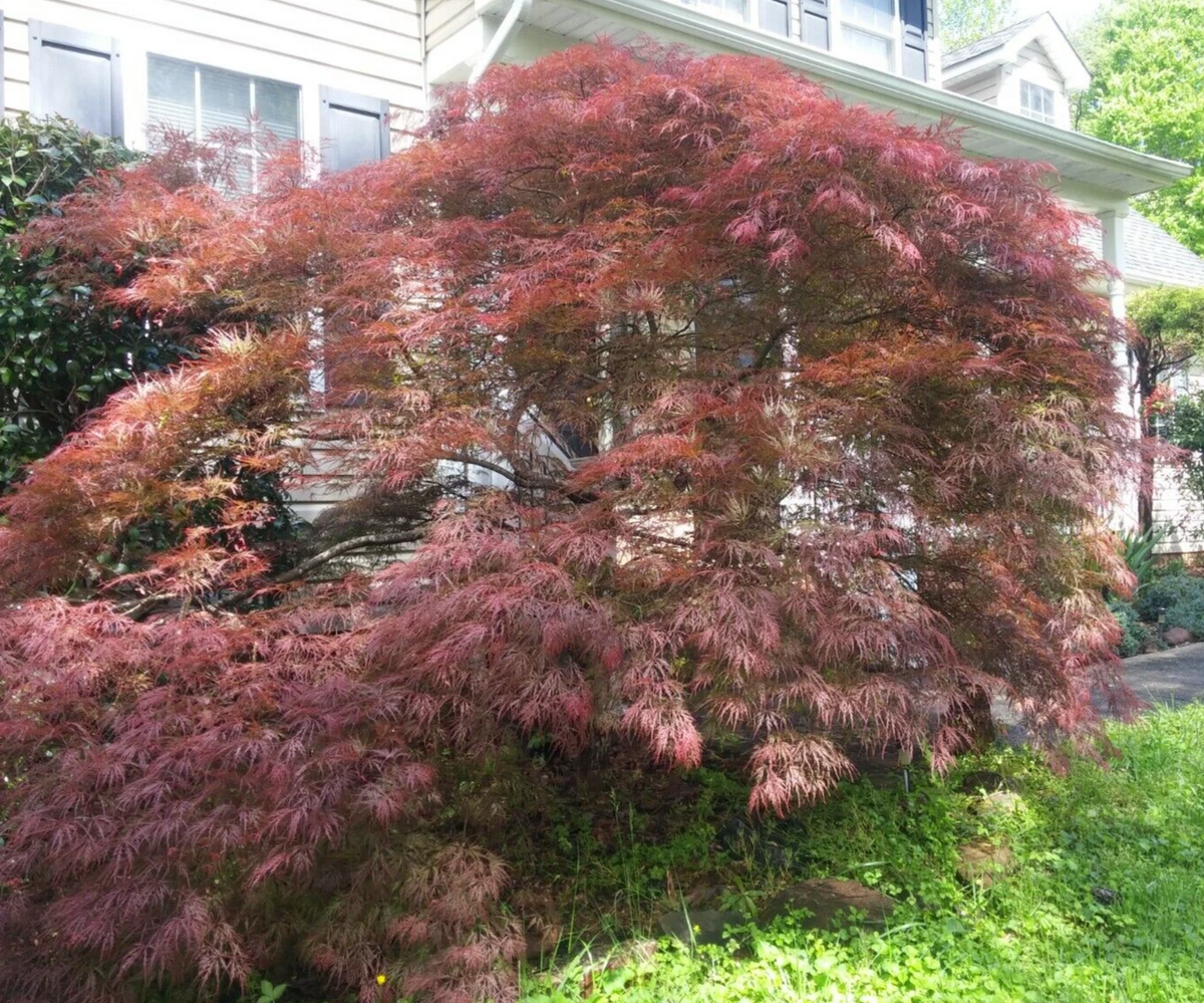 Unrooted Japanese Maple Garnet Cuttings Set of 10 for Rooting or Grafting Acer palmatum dissectum