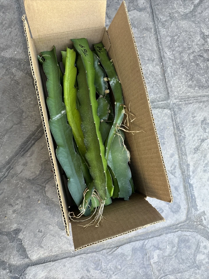 Dragon Fruit Cuttings – 12 Unrooted Selenicereus undatus Pitaya Climbing Cactus for Propagation