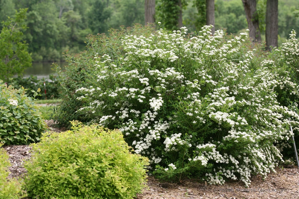 White Wedding Cake Spirea Cuttings – Set of 10 Unrooted 6-8 Inch Shrub Propagation Material, Deciduous Flowering Garden Plant