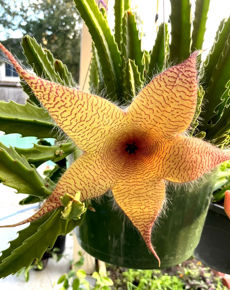 Stapelia Grandiflora Cuttings Set of 2 – Carrion Flower, Starfish Plant, Succulent, Unrooted, 6-8 Inches