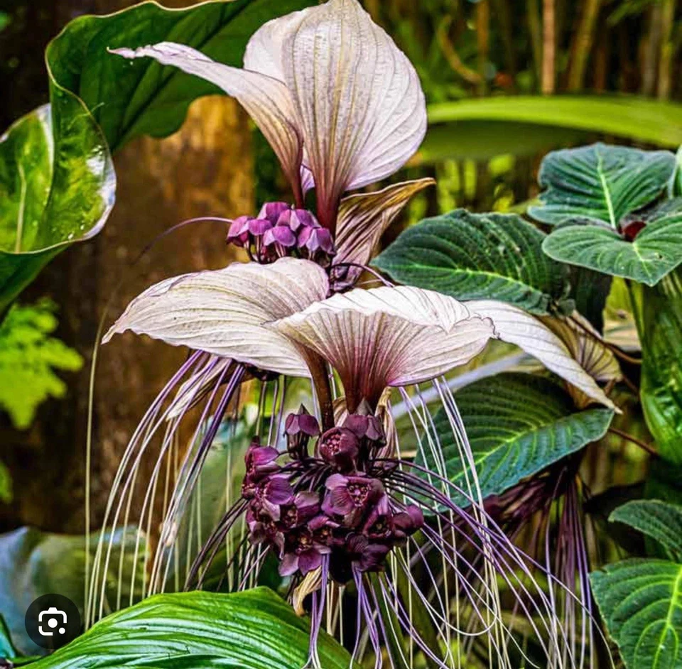 White Bat Flower Starter Plant – Tacca integrifolia, Rare Tropical Ornamental with White Blooms, Small Rooted Plant