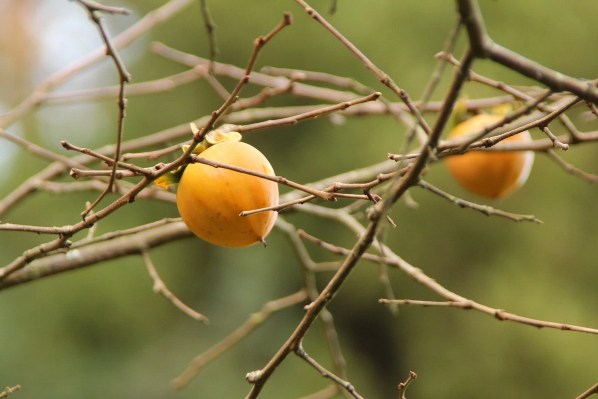 Hachiya Japanese Persimmon Cuttings – 5 Unrooted Diospyros Kaki Branches for Fruit Tree Propagation