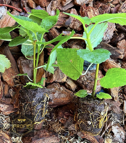 Yellow Long Neck Fig Tree Plant – Live Ficus Carica Cultivar, Fruit Fig Starter Plant for Garden or Container
