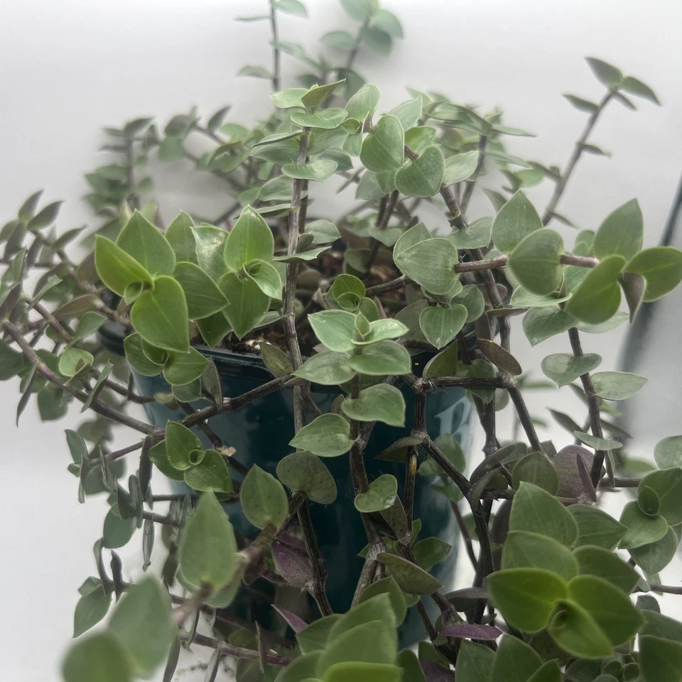 Unrooted Callisia repens Cuttings – 7 Live Creeping Inch Plant Stems for Indoor Houseplant Propagation