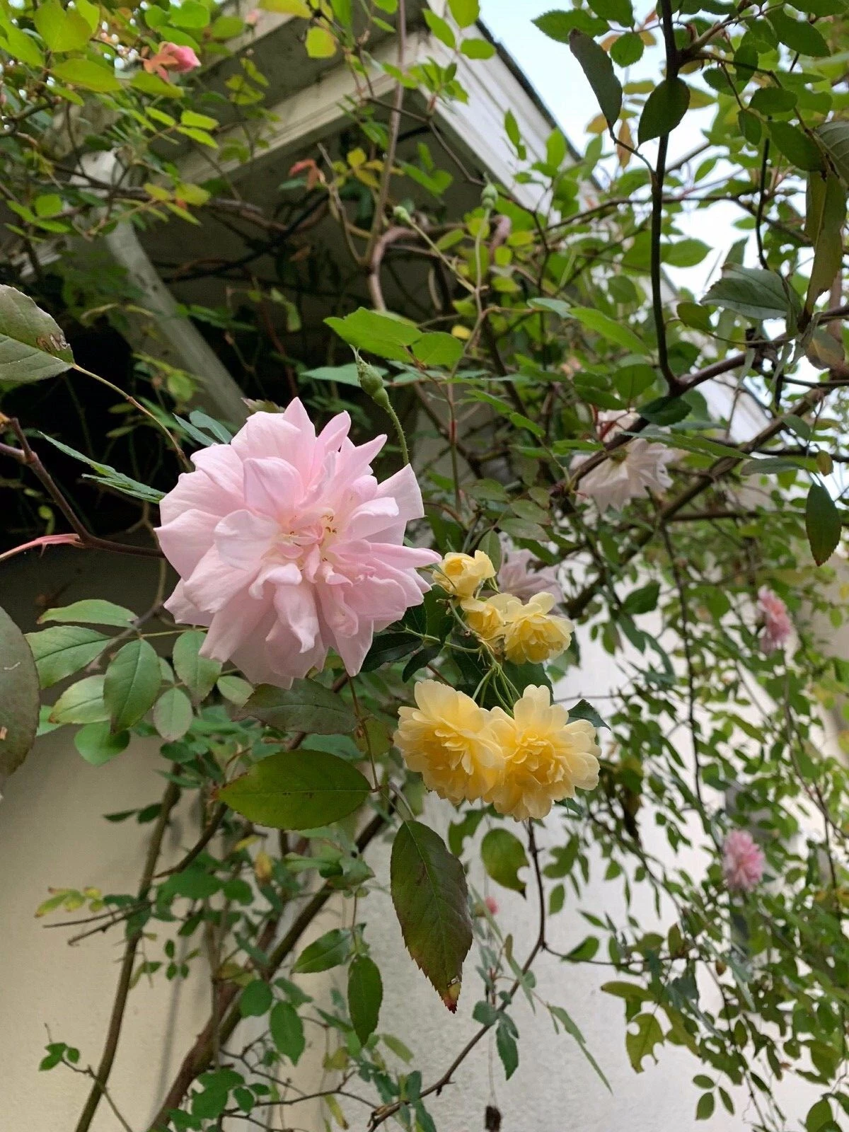 Miniature Rose Cuttings Combo – Pink & Yellow Organic Live Unrooted Rose Plants for Propagation & Container Growing