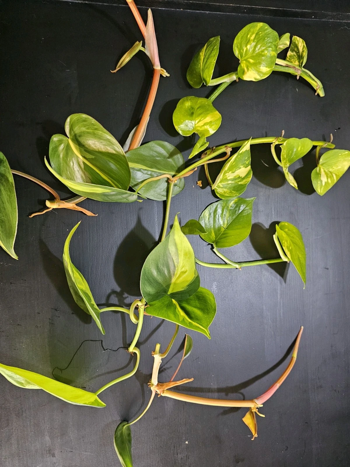 Philodendron Brasil Rooted Cuttings Set of 5 – Variegated Yellow Green Foliage Indoor Houseplant