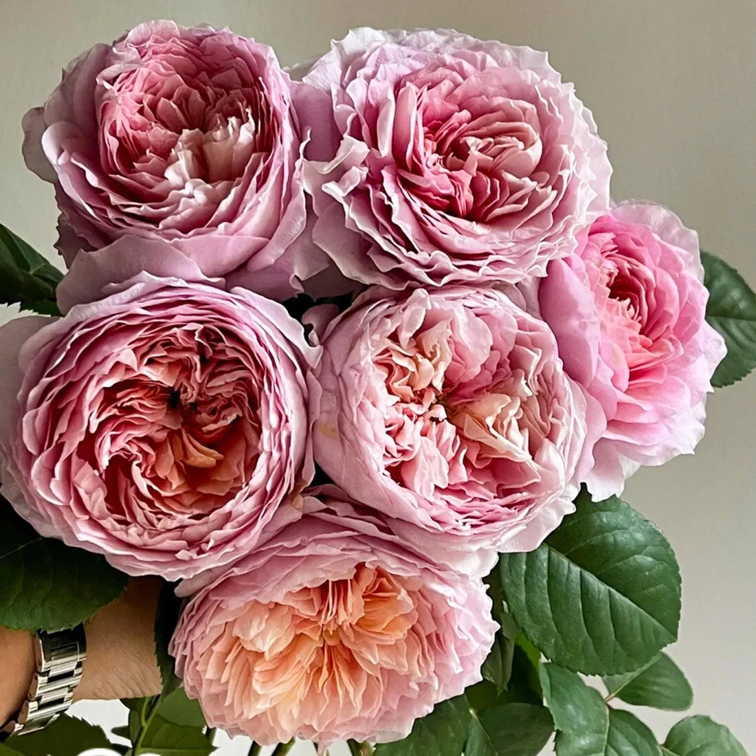 Tantau Highgarden Rose Cuttings – 3 Fresh Garden Shrub Rose Propagation Material Rosa â€˜Highgardenâ€™