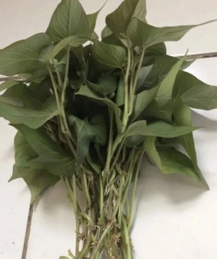 Purple Sweet Potato Slips – 10 Live Unrooted Cuttings for Planting, Ipomoea Batatas Starter Plants for Garden