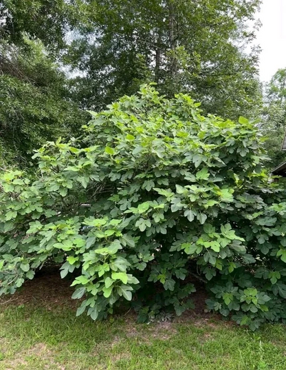 LSU Champagne Fig Cutting Cold Hardy Variety, Fresh Fig Tree Cutting for Rooting and Home Orchard Growing