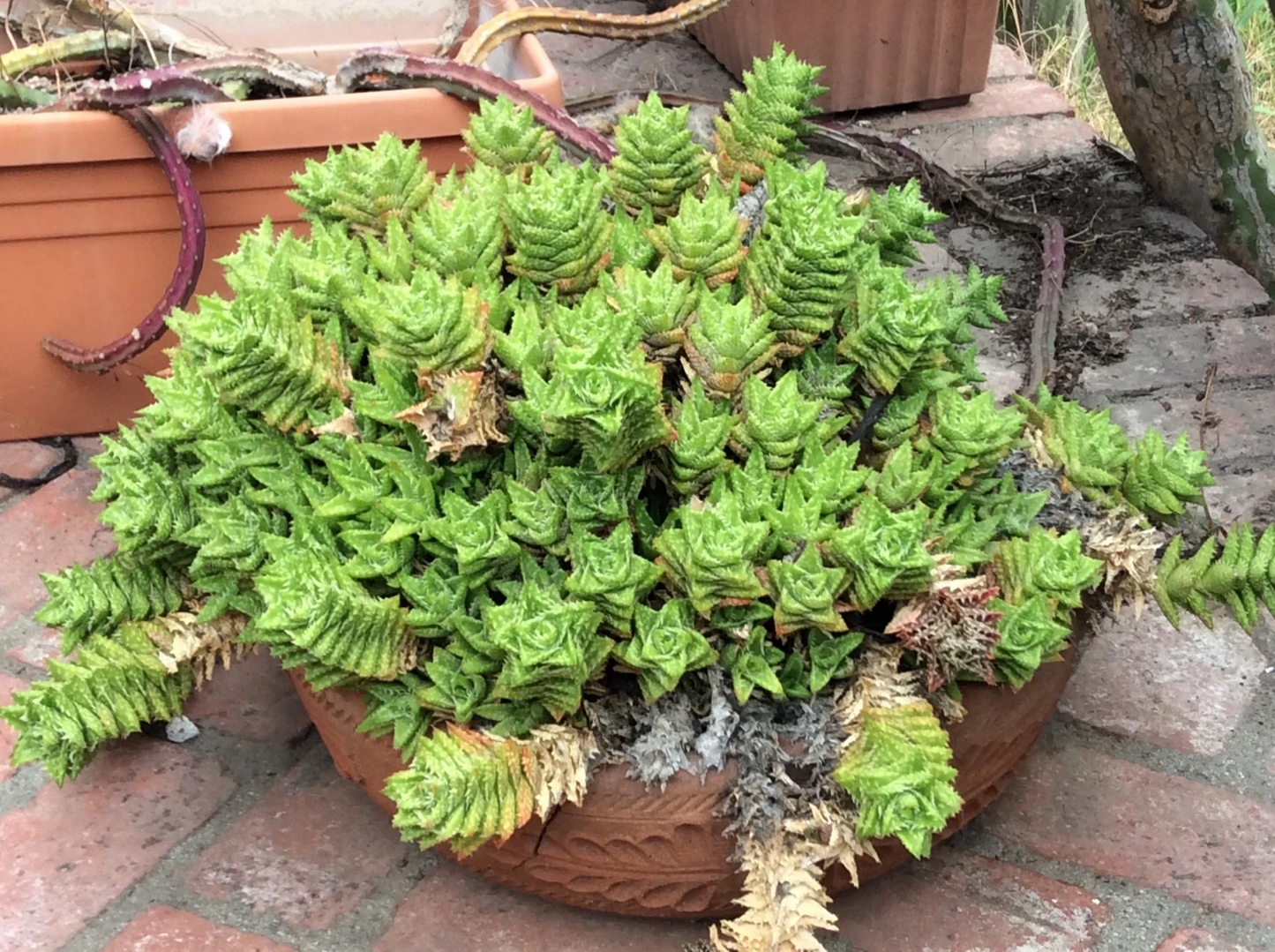 Aloe Juvenna Succulent Cuttings Set of 5 – Tiger Tooth Aloe Propagation Unrooted Clippings, 7 Inches