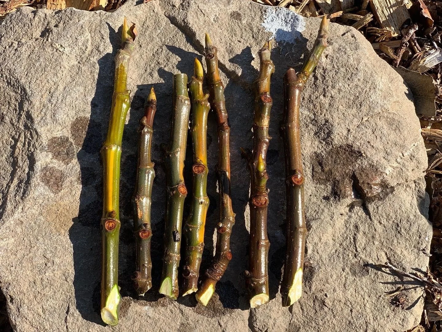 Fig Tree Cuttings Set of 3 | Ficus carica Fruit Tree Propagation for Garden or Container Planting