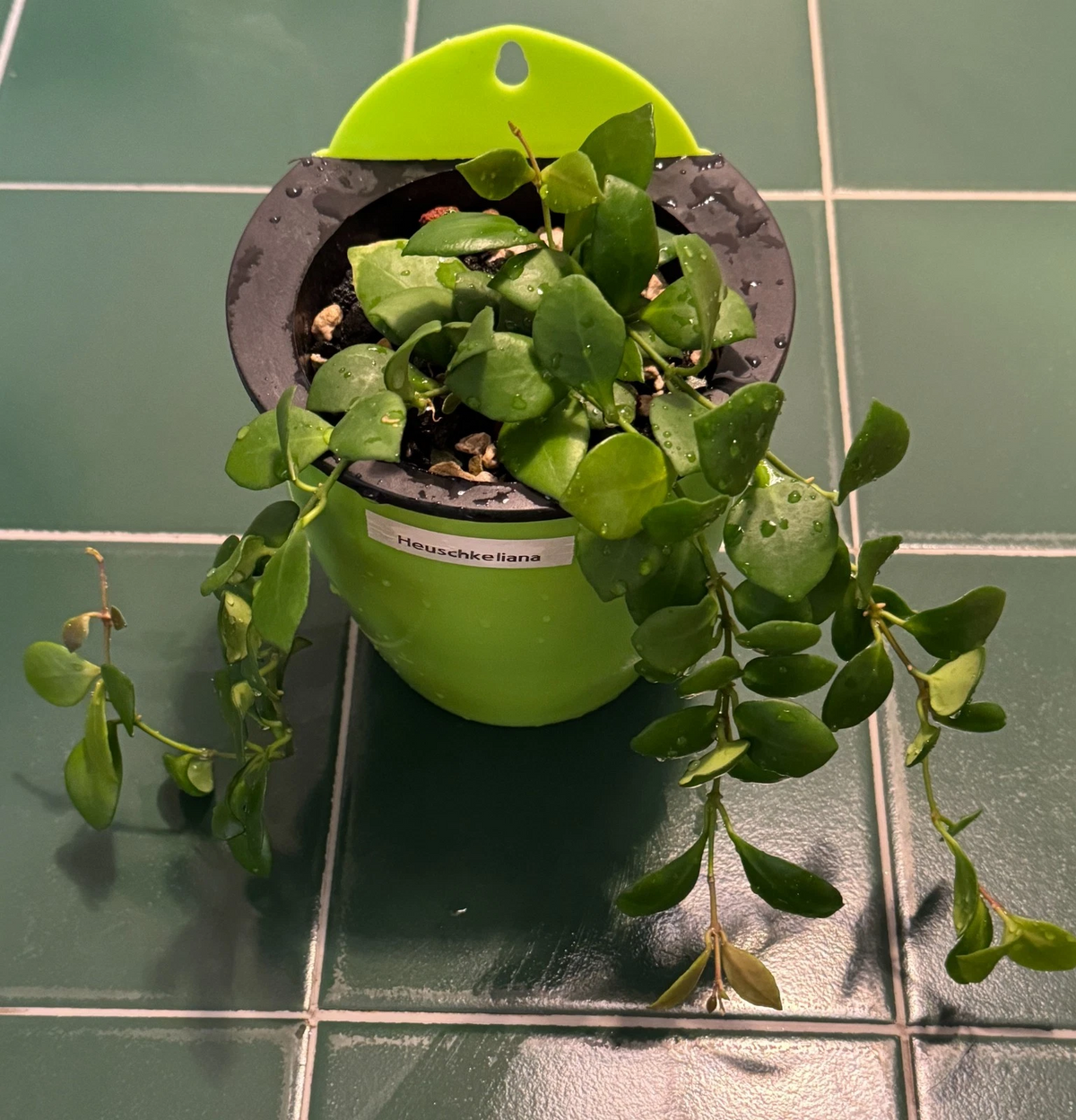 Live Hoya heuschkeliana Green Cutting – 2-Node Propagation Plant for Indoor Vining Houseplant