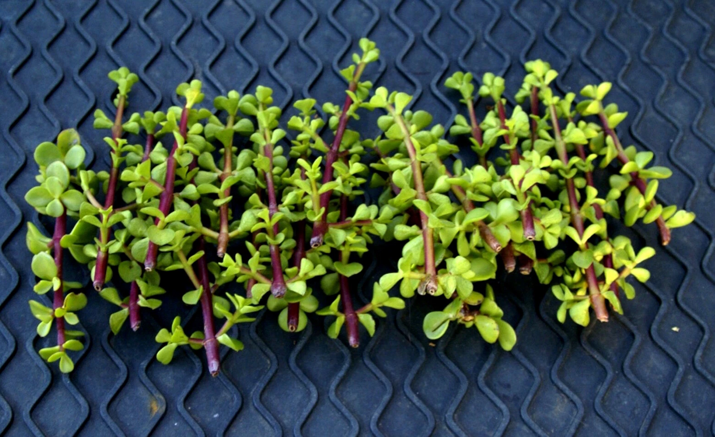 Elephant Bush Succulent Cuttings – 20+ Unrooted Portulacaria afra Green Succulent for Propagation & Bonsai