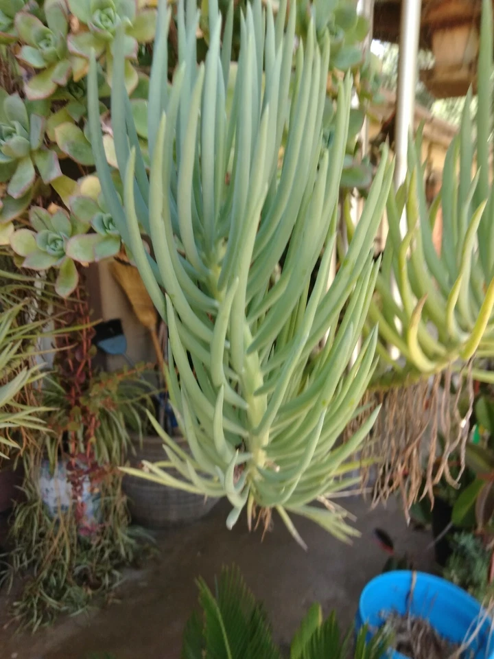 Blue Chalk Sticks Succulent Cuttings Set of 2 | Unrooted Senecio Mandraliscae for Propagation