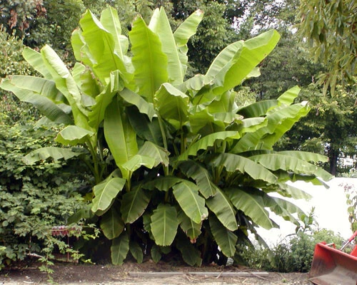 Live Rooted Basjoo Banana Plant – Musa basjoo, Ornamental Tropical Banana for Garden or Container