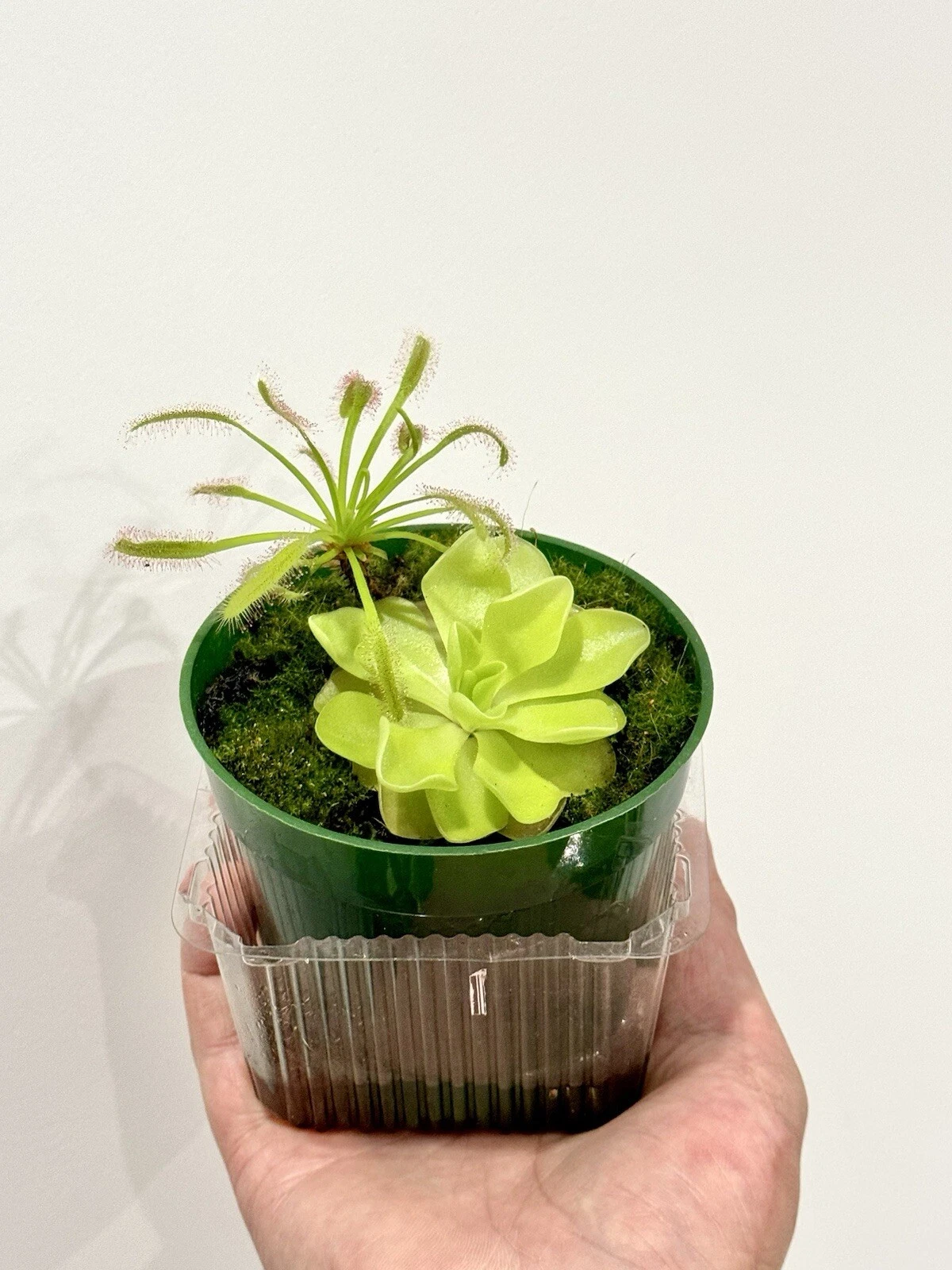 Carnivorous Plant Starter Pack – Pinguicula & Drosera Capensis Live Plants for Terrariums & Indoor Growing
