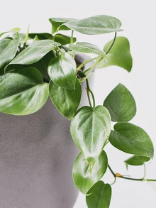 Philodendron Cordatum Heartleaf Cuttings – 4 Rooting Propagation Plants, 6-8 Inches, Indoor Houseplant, Philodendron hederaceum