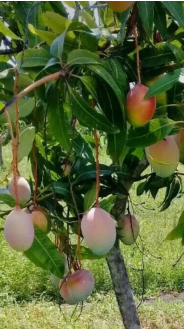 Valencia Mango Scionwood Set of 5 for Grafting, Mangifera indica ‘Valencia’ Fruit Tree Propagation Cuttings