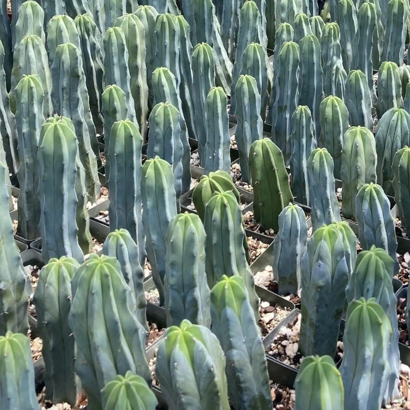 Blue Candle Cactus Seeds | Myrtillocactus Geometrizans | Grafting Stock & Home Growing | Blue-Green Stem