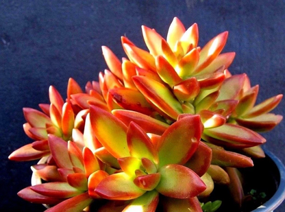 Sedum Adolphii Firestorm Succulent Cuttings, 2 Unrooted Pups for Propagation