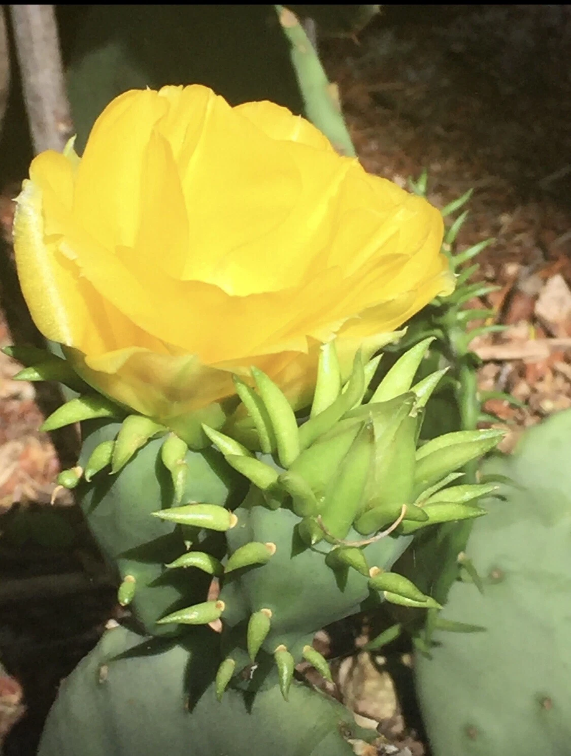 Prickly Pear Cactus Pad Cutting Live Opuntia spp. with Yellow Flowers and Red Fruit for Propagation