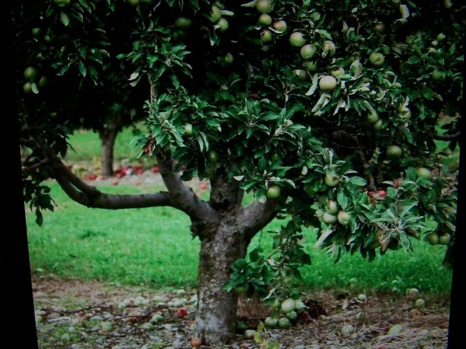 Set of 12 Granny Smith Apple Tree Live Cuttings for Rooting - Malus domestica, Semi-Dwarf Fruit Tree Propagation