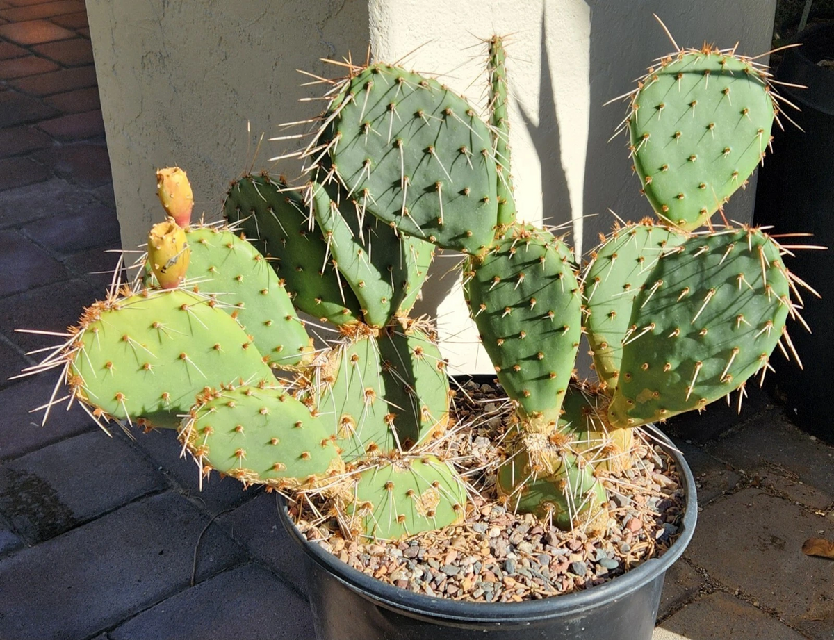 Opuntia Phaeacantha Cactus Pad Cutting Live, Tulip Prickly Pear Propagation, Unrooted Cactus Pad, Yellow Flowers, Well-Draining Soil