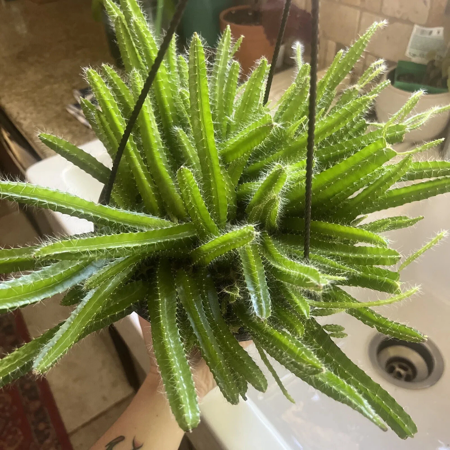 Dog Tail Cactus Cuttings – 3 Unrooted Aporocactus flagelliformis Succulent Trailing Plant for Propagation